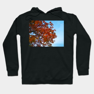 Photo of Red Autumn Leaves Hoodie